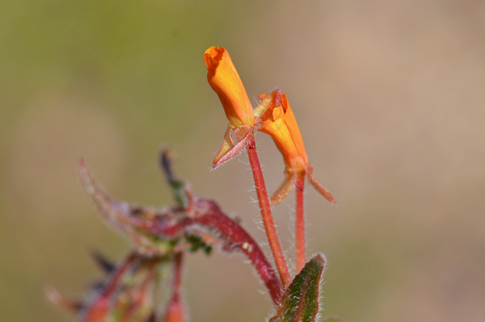 Miniature Suncup has yellow flowers that often begin with pale orange buds and then fade reddish after bloom. Camissonia micrantha 